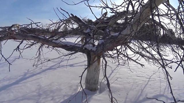 Охота на зайца 16 01 21 спуски на лыжах и падения смотреть онлайн