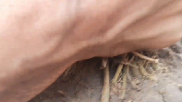 Easy way to grow spider plant. Propagation of spider plant. How to repot spider plant. #spiderplant смотреть онлайн