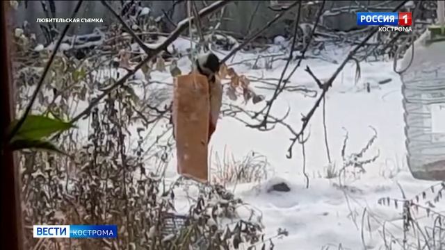 Быстро, вкусно, калорийно: дятел кормится салом в одном из частных дворов Костромы смотреть онлайн