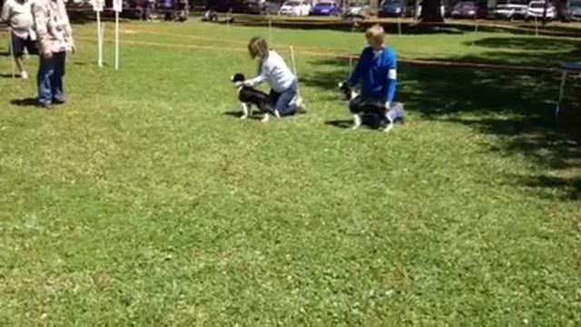 Puppy match4 смотреть онлайн