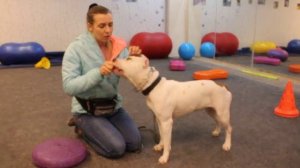 строгий ошейник нужен? как правильно выбрать строгий для собаки? какой собаке подходит строгий?