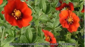 Трава лапчатка травянистая: описание, посадка и уход