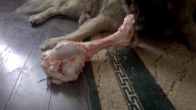 Косточка для собаки. Кавказская овчарка и чупа-чупс. смотреть онлайн