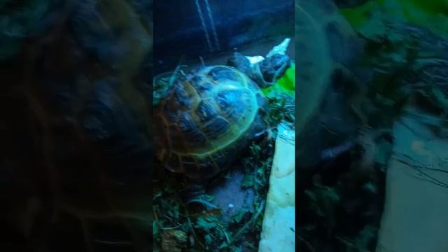 моя черепаха ест тавку! смотреть онлайн