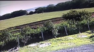 Невероятно, но факт. Левитация неизвестного существа