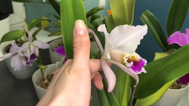 Цветение каттлей в декабре. Cattleya Massiliensis Purple, Cattleya Fallieri