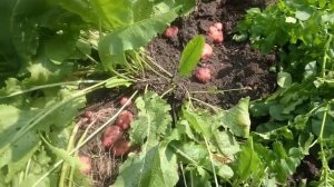 сорт РЯБИНУШКА -картофель