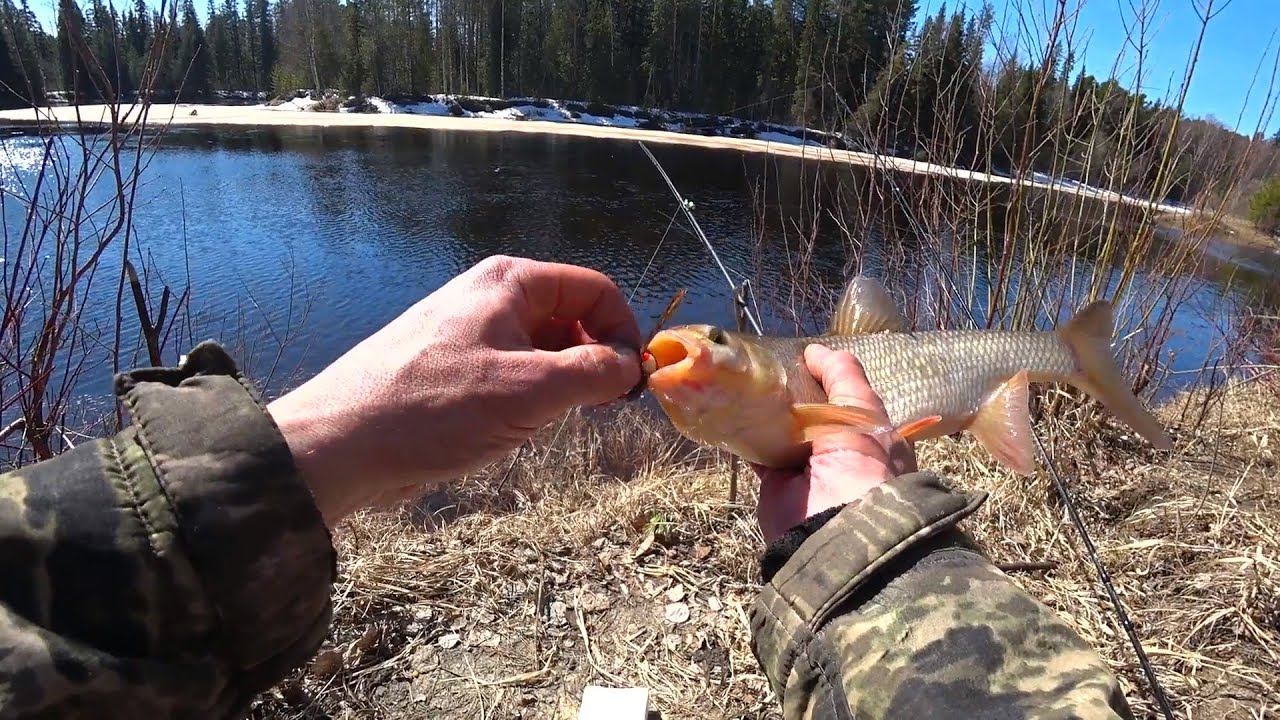 в этом омуте всегда много рыбы.язь.окунь.щука.рыбалка на отводной поводок. смотреть онлайн