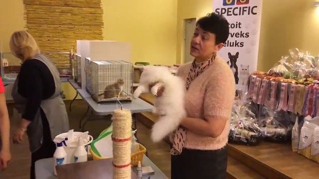 Международная выставка кошек г. Таллинн 07.-08.05.2016 г.