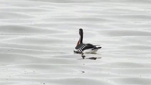Казарка краснозобая • Казарка червоновола • Red-breasted goose • Branta ruficollis смотреть онлайн