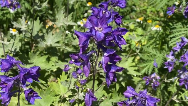 Визит к стоматологу. Вы спрашивали. Как улучшить свою жизнь. смотреть онлайн