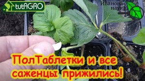 ДОБАВЬТЕ В ЛУНКУ ЭТО СРЕДСТВО И ВСЕ САЖЕНЦЫ ПРИЖИВУТСЯ!!! Копеечное аптечное лекарство для сада.