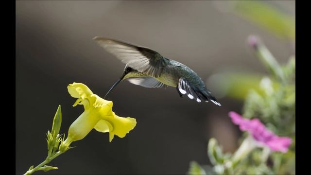 Аудиобиблия. Псалом 68 смотреть онлайн