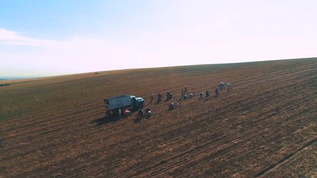 Зольский картофель. Период уборки 2020 г. смотреть онлайн