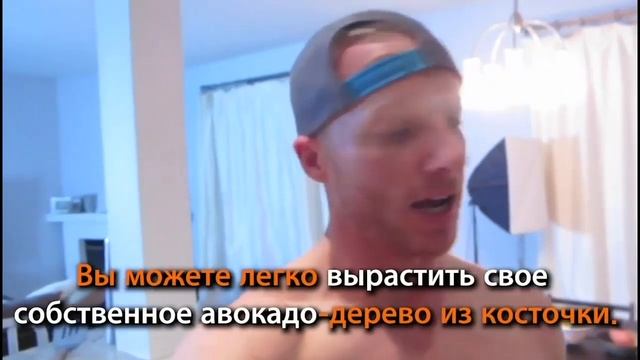 5 необычных фактов об авокадо