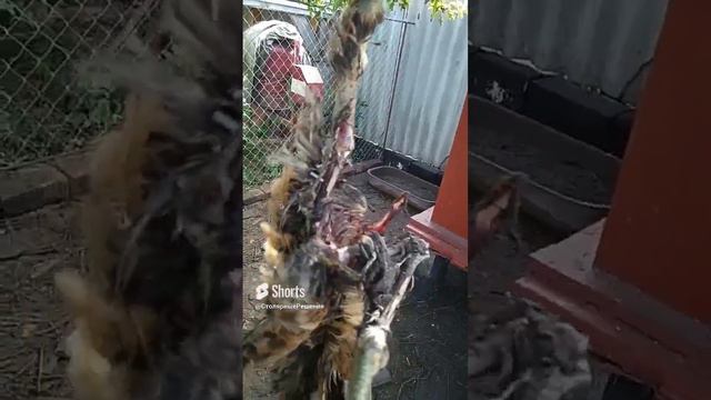 куриный каннибализм 🐔🐤🐓🐔.mp4 смотреть онлайн