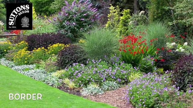 Suttons Seeds - Geranium Rozanne смотреть онлайн