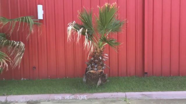 Washingtonia Filifera in Northeast Texas that Survived the 2021 Freeze смотреть онлайн