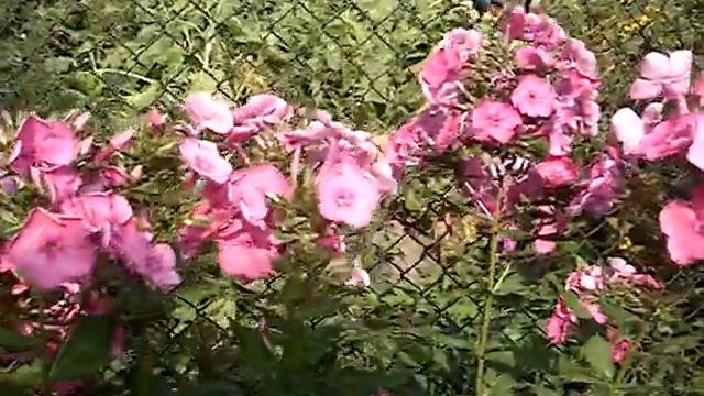 Swallowtail butterfly (Papilio machaon) on Phlox flowers смотреть онлайн