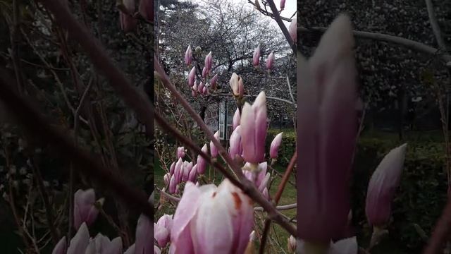 Магнолия расцвела в Крыму смотреть онлайн