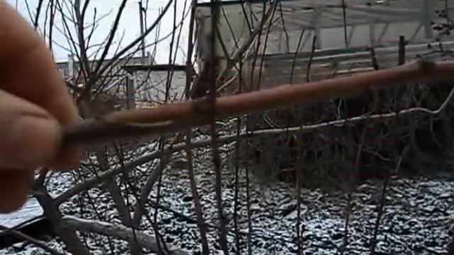 Персик по Луговому из двух палочек зимой? от Живые саженцы смотреть онлайн