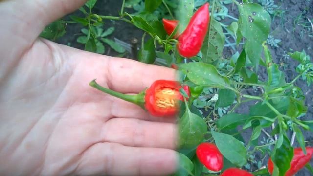 " Dundicut Chili Peppers" . Слабоострый сорт перца чили. смотреть онлайн