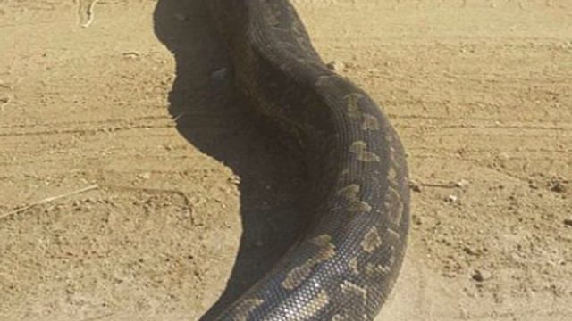 Водитель подумал, что на дороге лежит бревно, но правда оказалась куда страшнее! Верится с трудом! смотреть онлайн