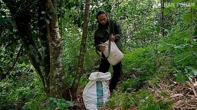 Solo Bushcraft Meets Lutung Animals || Harvesting Melinjo Fruit Above Altitude || ASMR смотреть онлайн