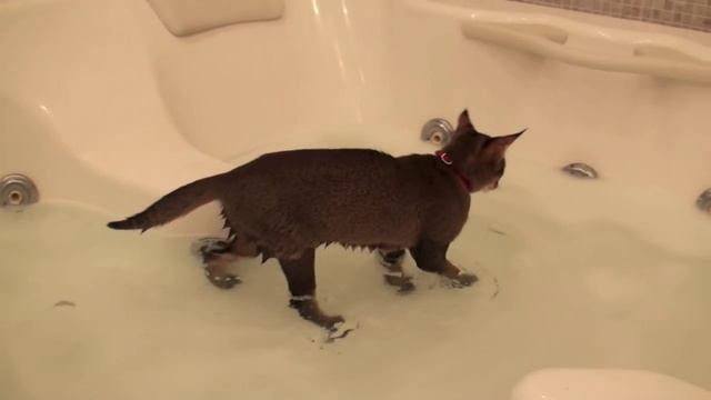 Чаузи F1, Муся 5 мес.   Chausie F1, Mysia 5 Months