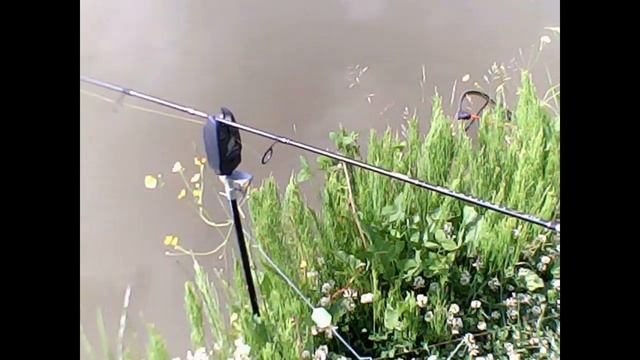 В Семкино за карпом смотреть онлайн