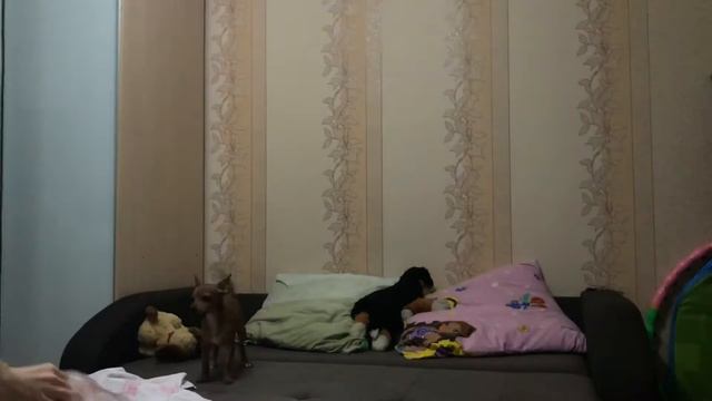 ~Моё утро с собакой~||Sunny Mary❤️ смотреть онлайн
