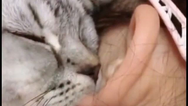 храп кота смотреть онлайн