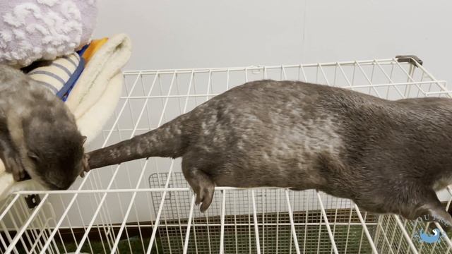 カワウソの赤ちゃん、ママが好きすぎてそんな所まで登る！？　Baby otter climbs to such a place with mom!? смотреть онлайн