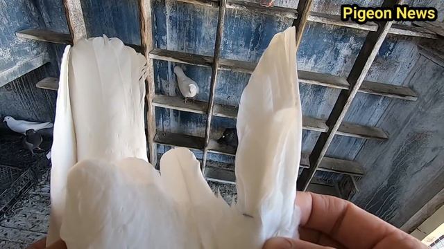 Как удержать Новых или Старых Голубеи на Булавке смотреть онлайн