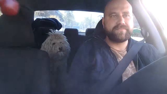 Трио под TODD. Парни жгут) смотреть онлайн