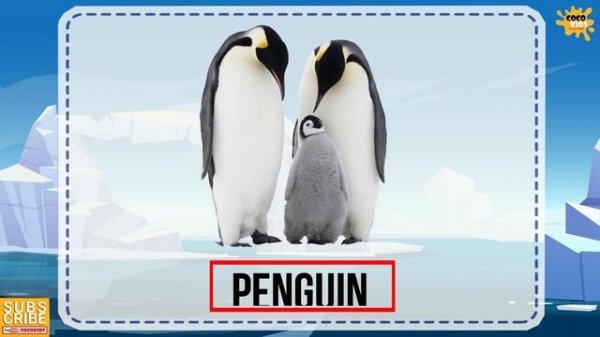 Arctic Animals | Snow Animals for kids | Polar Animals | North Pole Animals | Antarctica |