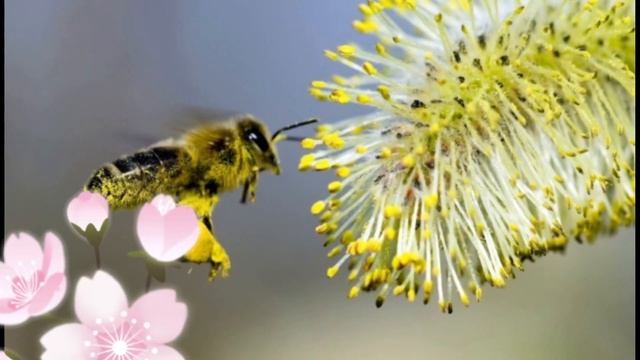20 мая Всемирный день пчёл!хорошего дня, крепкого здоровья! смотреть онлайн