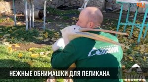 Нежные обнимашки: пеликан демонстрирует привязанность к киперу в Челябинском зоопарке