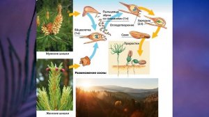 "Отдел Голосеменные растения", Биология 7 класс, Сивоглазов.mp4