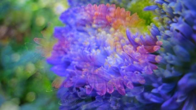 Роскошные астры хризантеллы вырастить довольно просто смотреть онлайн