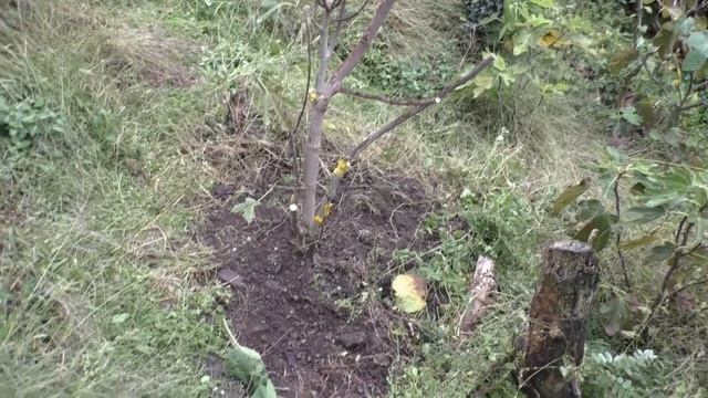 Инжир экстренная пересадка 5 кустов смотреть онлайн