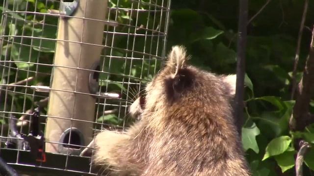 Сравнительная анатомия пищеварительной системы смотреть онлайн