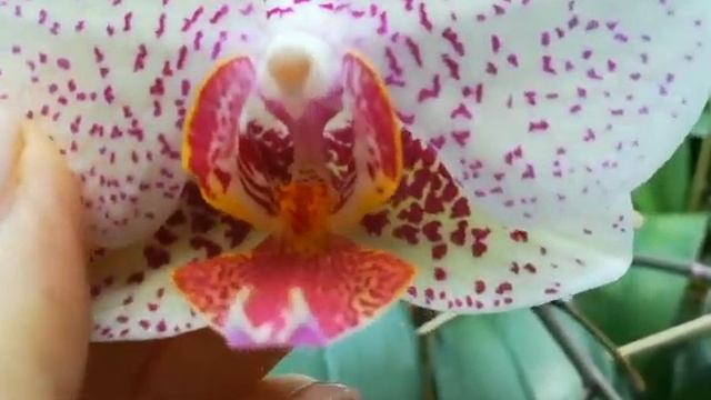 ЧАСТЬ 2.ЦВЕТЕНИЕ МОИХ ОРХИДЕЙ В КОНЦЕ МАЯ❣️???#orhids #phalaenopsis #flores #фаленопсис #flor ???❣️ смотреть онлайн