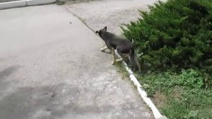 Отпугиватель собак - испытания на практике