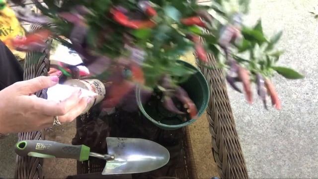 765. Декоративный перчик. Пересадка.