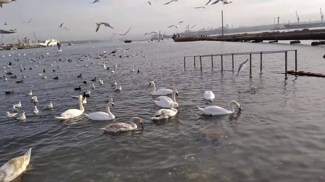 ВОТ ГДЕ ЗИМУЮТ ЛЕБЕДИ смотреть онлайн