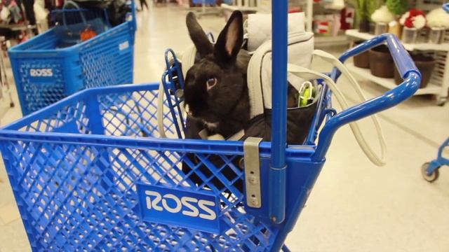 Rabbit Goes Shopping!! смотреть онлайн