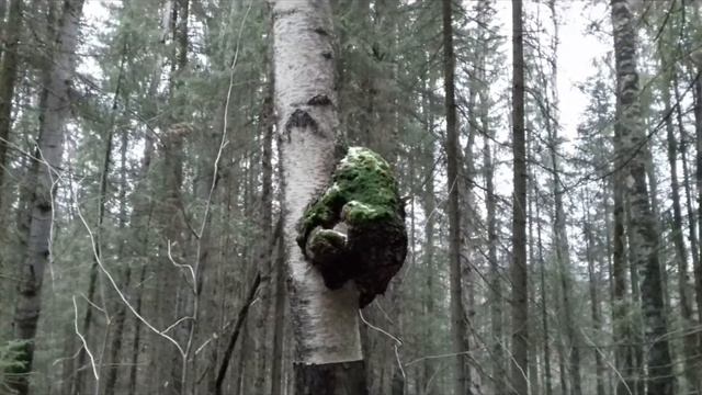 Чудо природы