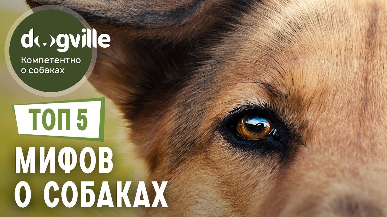 ТОП 5 МИФОВ о собаках, в которые мы верим - Часть 2 смотреть онлайн