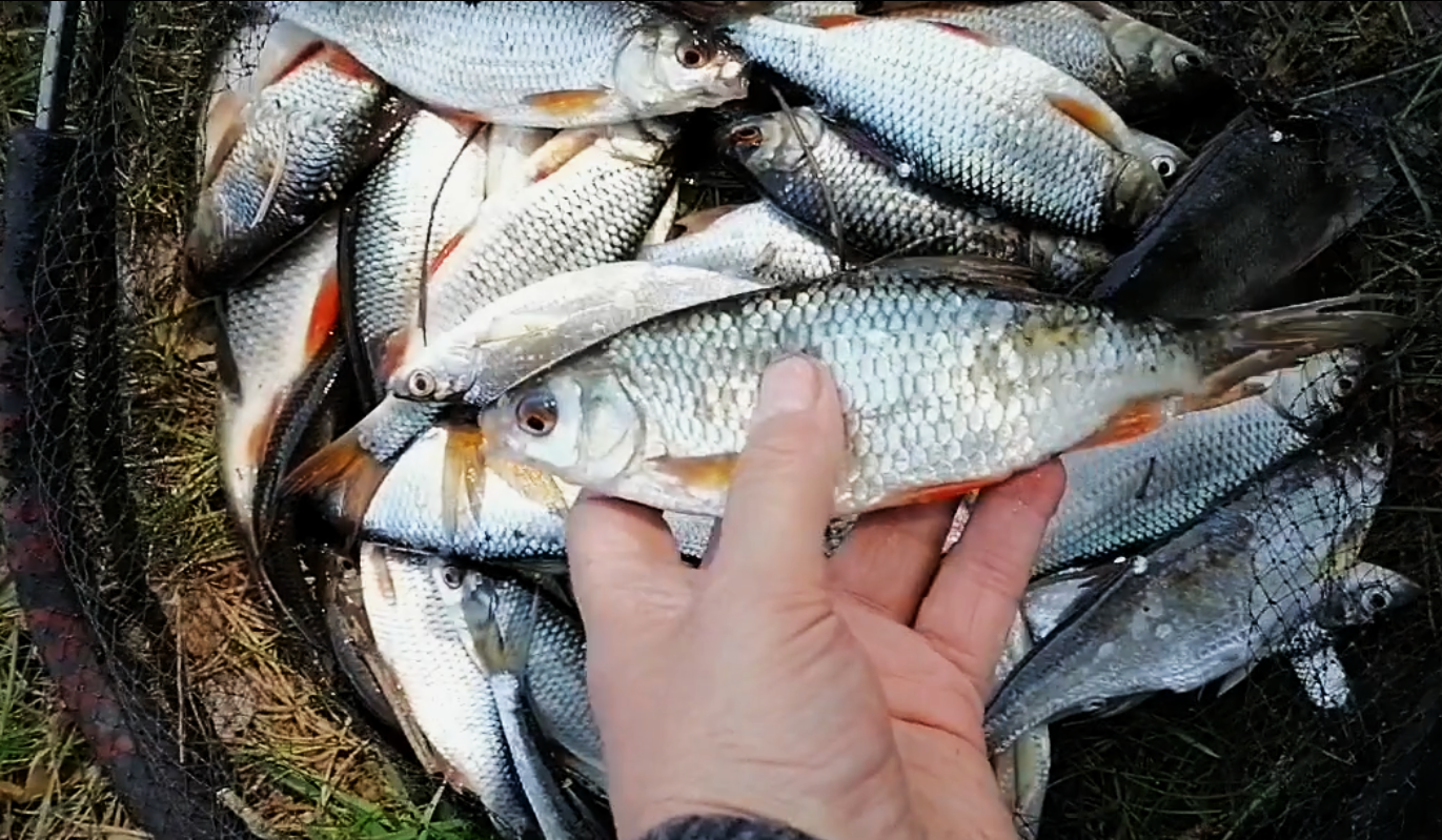 Первая рыбалка на маховое удилище, первая рыба #shorts смотреть онлайн